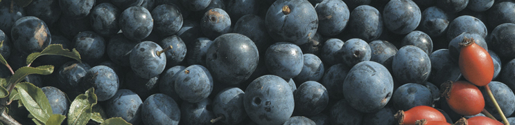 berries